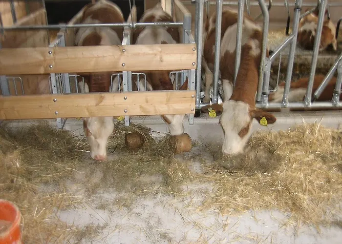 Talhammerhof 农家乐 乌登斯