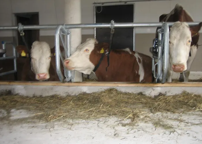 Feriegård Talhammerhof Uderns